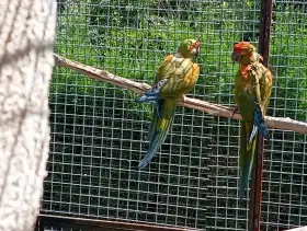 Ara cervenouchy rubrogenys