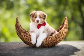 Red Merle pejsek s PP