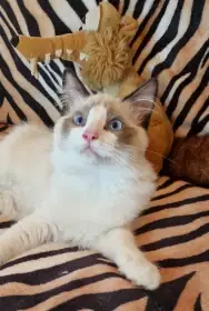 Ragdoll kocourek ihned k odberu