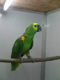 Amazonan