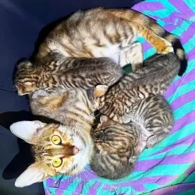 Toyger sbt s PP