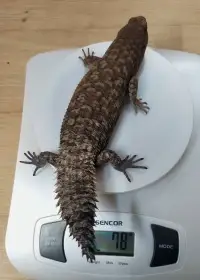 Egernia stokesii