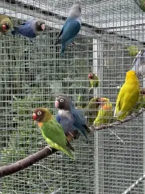 Agapornis hnědohlavý