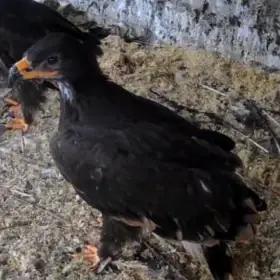 Orel stepní ( Aquila nipalensis )