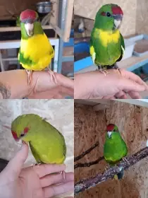Kakariki