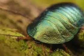 Metalický šváb Corydidarum magnifica - Akce