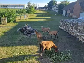 Kamerunské ovce