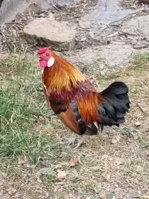Liliputky slepičky-bantamky
