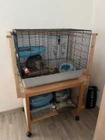 Činčily 2 samci