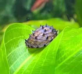 Neritina juttingae