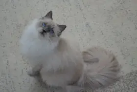 Koťátka ragdoll s PP
