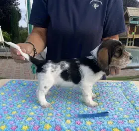 Damien