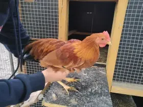 Kohout zdrobnělé hempšírky