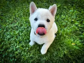 Kishu Inu s PP