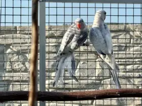 Prodám Alexandr malý recesivní straka