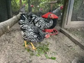 Wyandotka zdrobnělá stříbrná černě lemovaná
