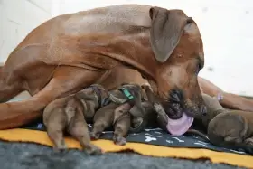 Rhodesky Ridgeback s PP
