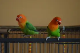 Prodám 2 letošní papoušky Agapornis Fischeri Opalín
