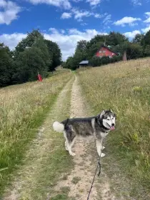 Aljašský malamut do dobrých rukou
