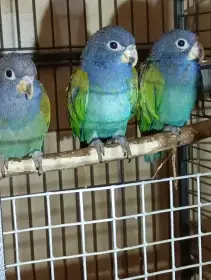 Amazonek brazilský,