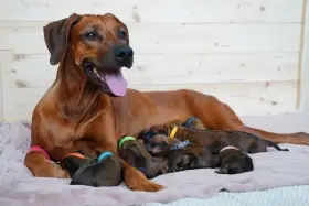 Prodej štěněte rodéský ridgeback s PP