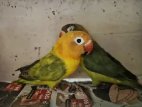 Agapornis škraboškový