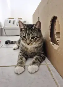 7 nalezených koťátek z chatové oblasti