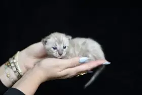 Bengálská charcoal mink koťátka s PP