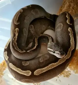 0.1 GHI Mojave – 4500Kč