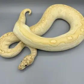0.1 Banana Lesser Clown – 4000Kč