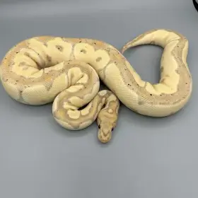 0.1 Banana Clown – 4000Kč