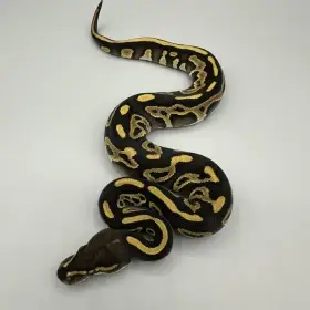 0.1 Leopard Mojave 66% Het Clown 50% Het Pied – 3000Kč