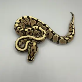 1.0 Fire Spotnose possible Red Stripe 100% Het Clown – 1500Kč