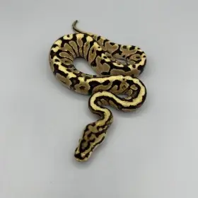 1.0 Fire Spotnose possible Red Stripe 100% Het Clown – 1500Kč