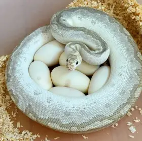 0.1 Bamboo Fire Clown possible Spotnose – 12000Kč