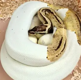 0.1 Pastel Piebald – 6000Kč