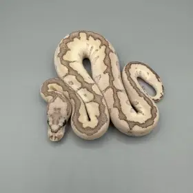 1.0 Bamboo Fire Clown – 4500Kč