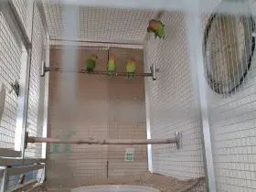Agapornis růžohrdlý