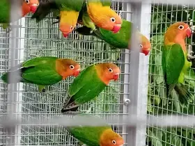 Agapornis fischeri - rok 2025