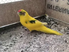Kakariki
