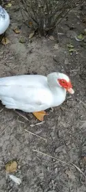 Kachny Pižmovky