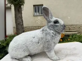 Velky světlý stříbřitý