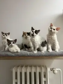 Selkirk rex - jedinečné a málo početné plemeno