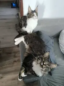 Kocourek Benny se starším bráchou