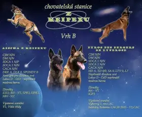 Belgický ovčák Malinois s PP