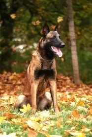 Otec Pyros des Bergers de Lynerose