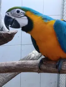 Ara ararauna