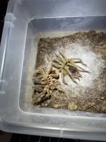 Sklípkani že
