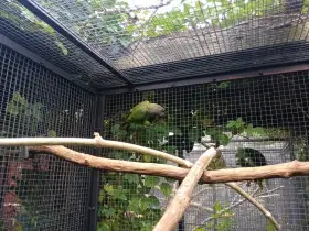 Papoušek hnědohlavý