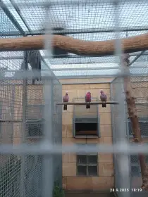 Kakadu růžový